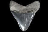 Serrated, Fossil Megalodon Tooth - Very Wide #86687-2